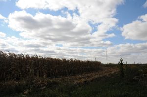 clouds corn 3